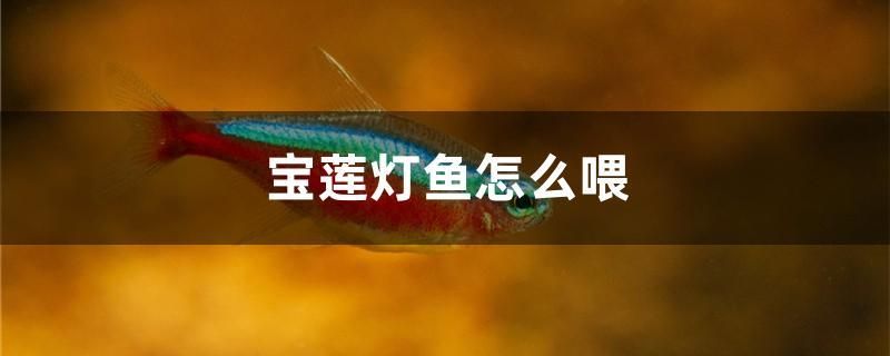 寶蓮燈魚怎么喂