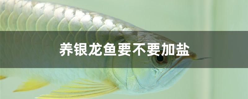 養(yǎng)銀龍魚要不要加鹽