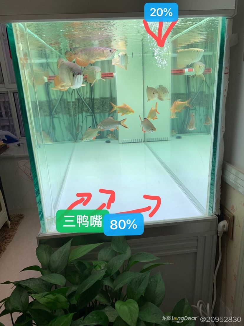 水流控制。 觀賞魚論壇 第1張