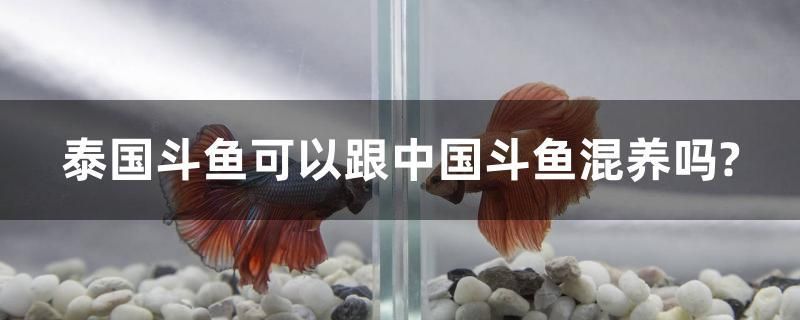 泰國(guó)斗魚可以跟中國(guó)斗魚混養(yǎng)嗎？