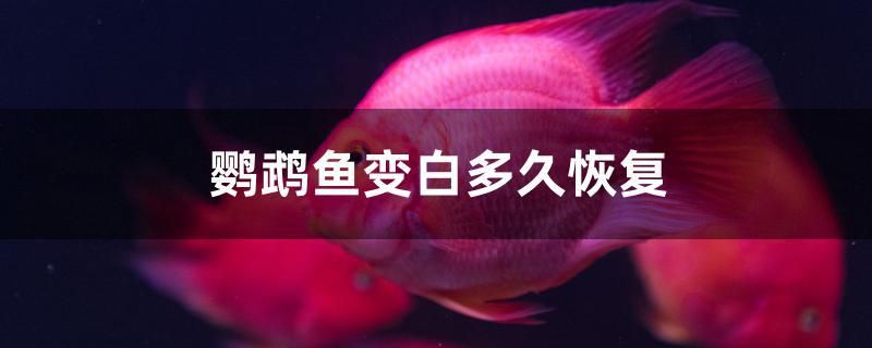 鸚鵡魚變白多久恢復(fù) 黃金河虎魚 第1張