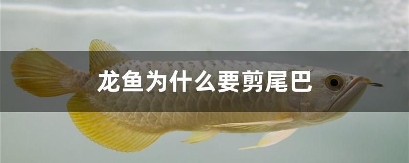 龍魚為什么要剪尾巴 祥龍進口元寶鳳凰魚 第1張