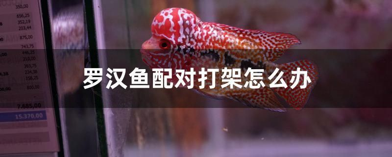 羅漢魚(yú)配對(duì)打架怎么辦 白子關(guān)刀魚(yú)苗 第1張