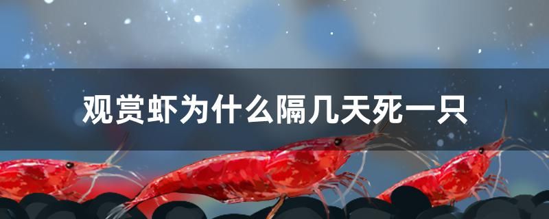 觀賞蝦為什么隔幾天死一只 金三間魚 第1張