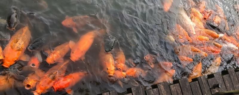 上門定做魚缸訂制廠家地址（ 魚缸定制專賣送貨到家） 龍魚批發(fā)