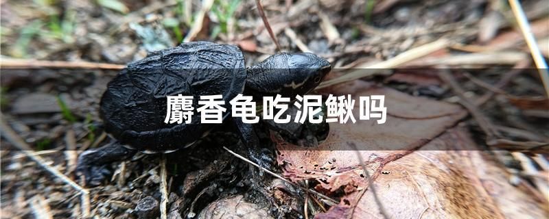 麝香龜吃泥鰍嗎