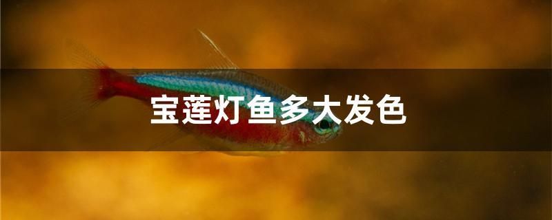 寶蓮燈魚多大發(fā)色 祥龍傳奇品牌魚缸 第1張