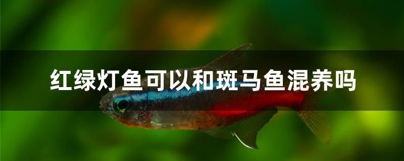 紅綠燈魚可以和斑馬魚混養(yǎng)嗎 觀賞魚批發(fā) 第1張