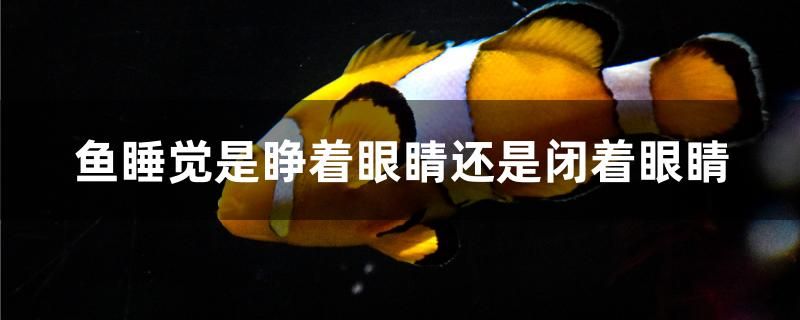 魚睡覺是睜著眼睛還是閉著眼睛 蘇虎苗（蘇門答臘虎魚苗） 第1張