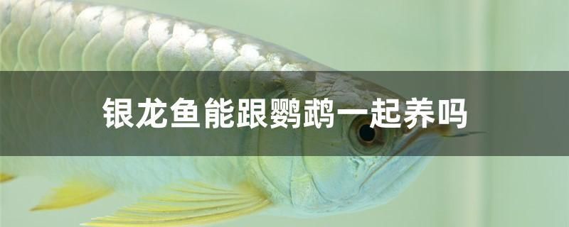 銀龍魚能跟鸚鵡一起養(yǎng)嗎