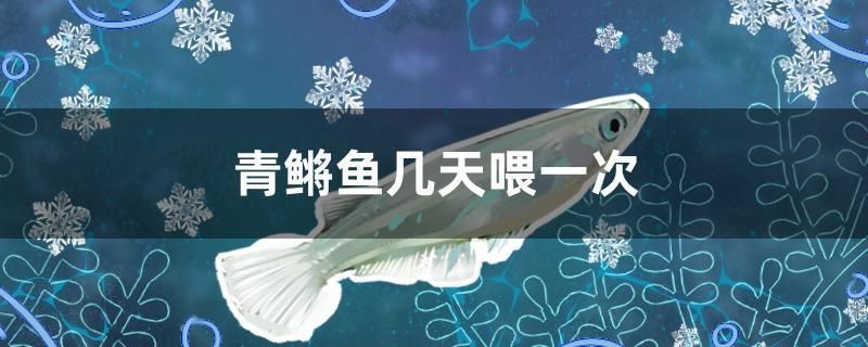 青鳉魚幾天喂一次