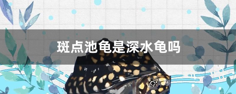 斑點池龜是深水龜嗎 祥龍金禾金龍魚 第1張