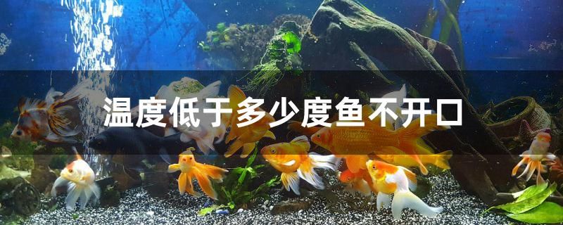 溫度低于多少度魚(yú)不開(kāi)口 暹羅巨鯉 第1張