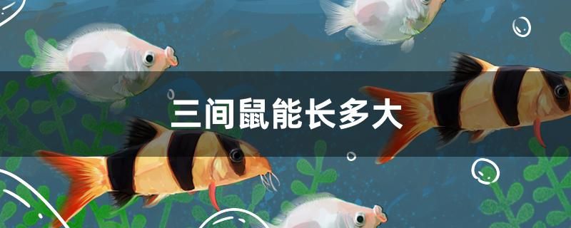 三間鼠能長(zhǎng)多大 黃金鴨嘴魚(yú) 第1張