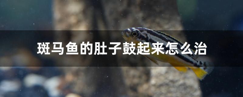 斑馬魚的肚子鼓起來怎么治 申古三間魚 第1張