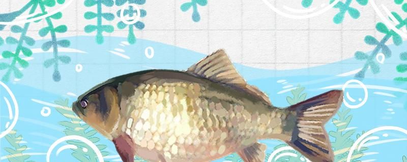 釣鯽魚的方法技巧 馬拉莫寶石魚苗 第2張