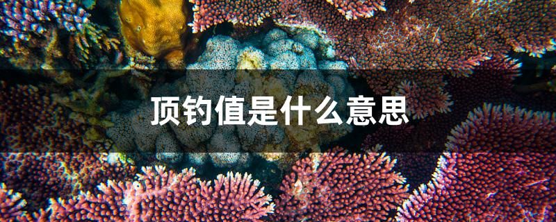 頂釣值是什么意思