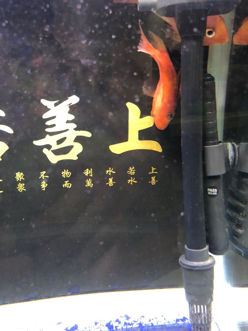 倒立洗頭 觀賞魚論壇 第2張