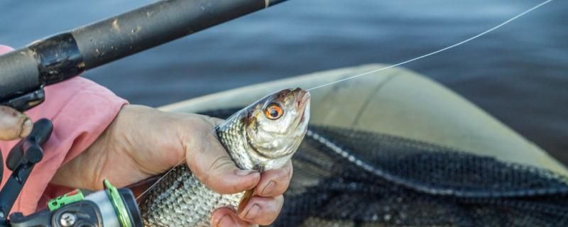 10度天氣釣魚(yú)該釣深或淺 觀賞魚(yú)批發(fā) 第2張