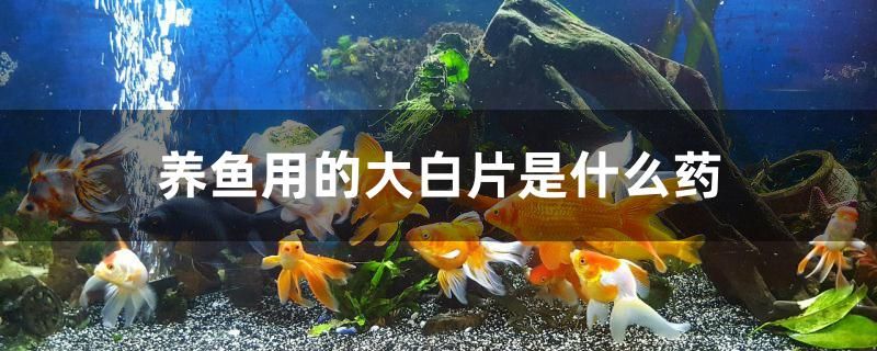 養(yǎng)魚用的大白片是什么藥