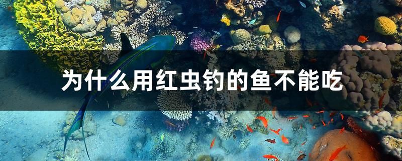 為什么用紅蟲(chóng)釣的魚(yú)不能吃 成吉思汗鯊（球鯊）魚(yú) 第1張