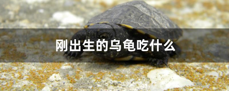 剛出生的烏龜吃什么 紅龍魚魚糧飼料 第1張