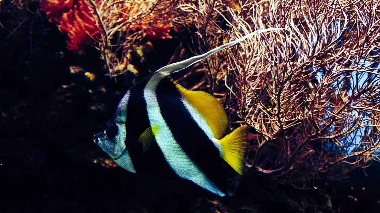 水族館有賣魚缸嗎圖片高清的（水族館水族館） 赤焰中國虎魚 第2張