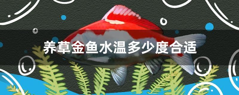 養(yǎng)草金魚水溫多少度合適 小型觀賞魚 第1張