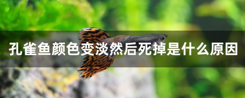 孔雀魚(yú)顏色變淡然后死掉是什么原因