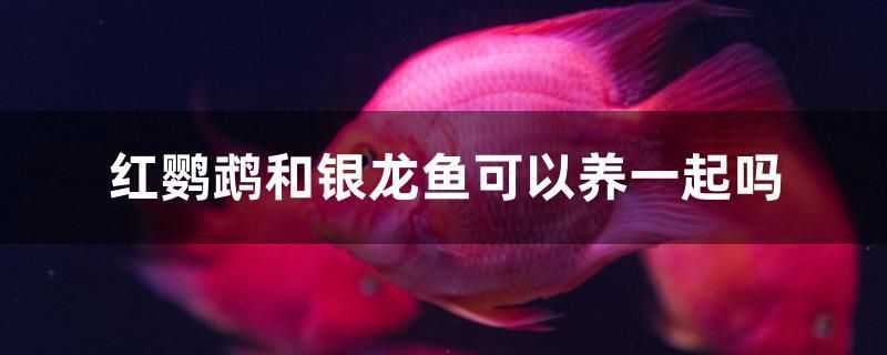 紅鸚鵡和銀龍魚(yú)可以養(yǎng)一起嗎