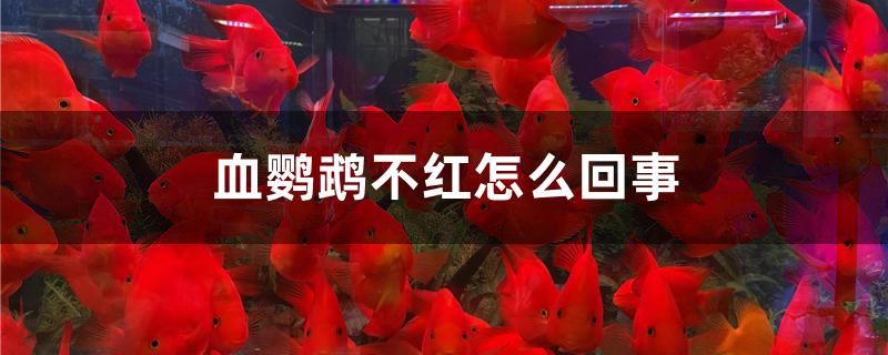 血鸚鵡不紅怎么回事 白子紅龍魚 第1張