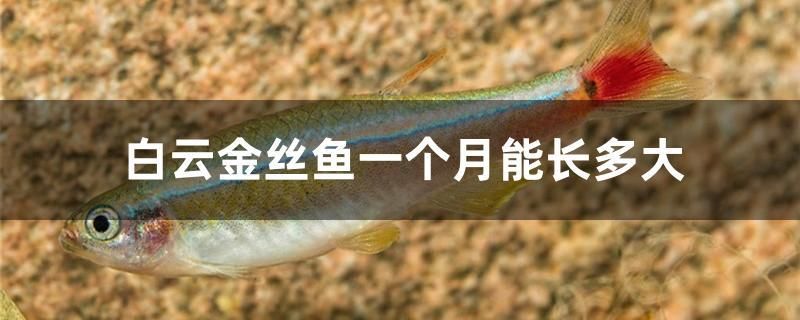 白云金絲魚一個(gè)月能長多大 飛鳳魚苗 第1張