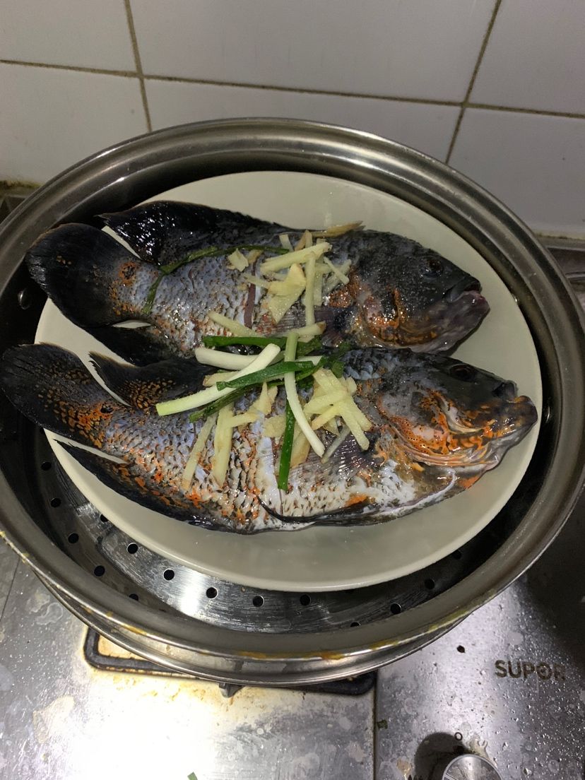 地圖魚經(jīng)驗(yàn)總結(jié)！ 觀賞魚論壇 第2張