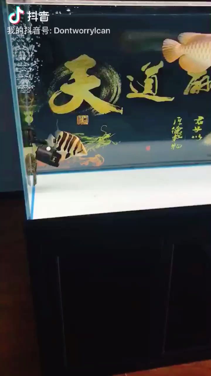 看來有個工作魚還是蠻重要的…… 觀賞魚論壇 第1張