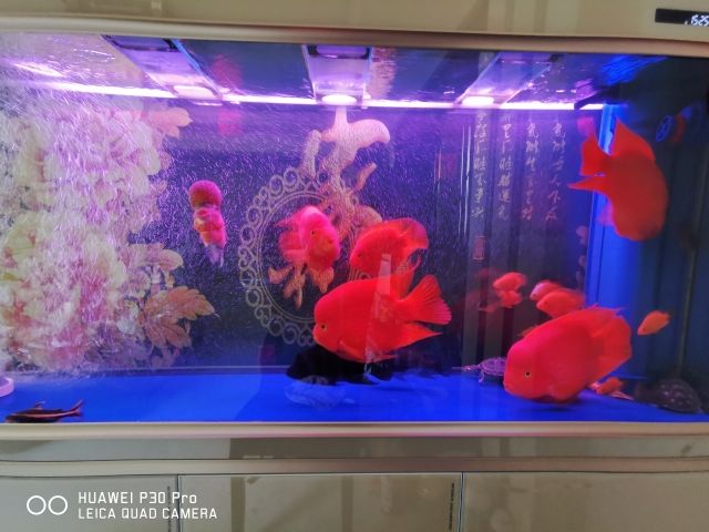 魚缸用品品牌排行前十（跪求份十大魚缸品牌排行榜） 月光鴨嘴魚 第1張