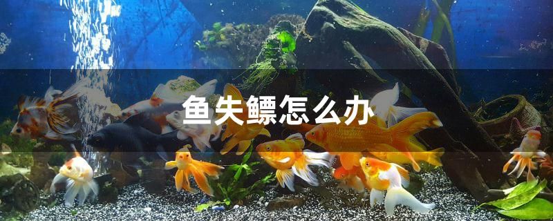 魚失鰾怎么辦 黑白雙星 第1張