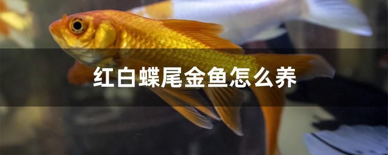 紅白蝶尾金魚怎么養(yǎng)