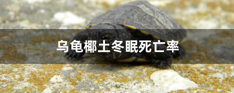 烏龜椰土冬眠死亡率高嗎 皇冠黑白魟魚 第1張