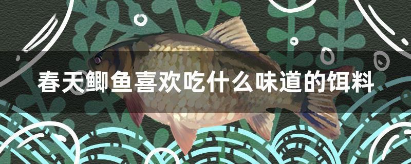 春天鯽魚喜歡吃什么味道的餌料