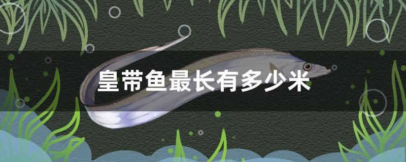 皇帶魚(yú)最長(zhǎng)有多少米 慈雕魚(yú) 第1張