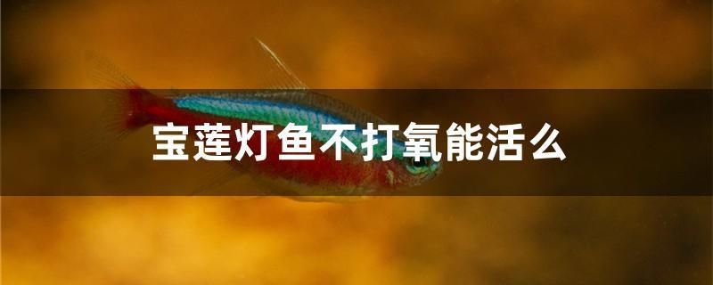 寶蓮燈魚(yú)不打氧能活么 小型觀賞魚(yú) 第1張