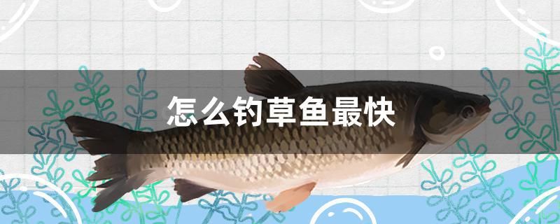 怎么釣草魚最快