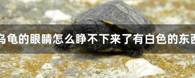 烏龜?shù)难劬υ趺幢牪幌聛砹擞邪咨臇|西 可麗愛魚缸 第1張