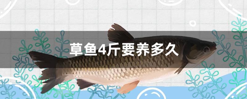 草魚(yú)4斤要養(yǎng)多久