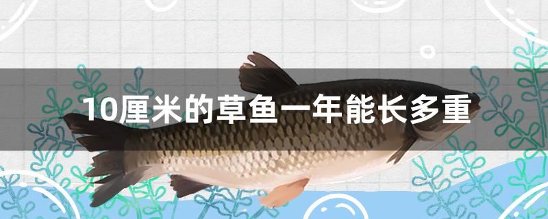 10厘米的草魚一年能長多重