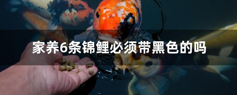 家養(yǎng)6條錦鯉必須帶黑色的嗎 圖騰金龍魚(yú) 第1張