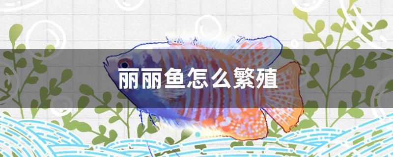 麗麗魚怎么繁殖