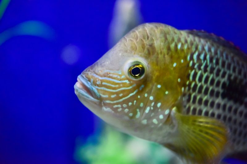 紅尾皇冠魚怎么養(yǎng)起頭雌魚能起頭嗎 水族維護(hù)服務(wù)（上門） 第2張