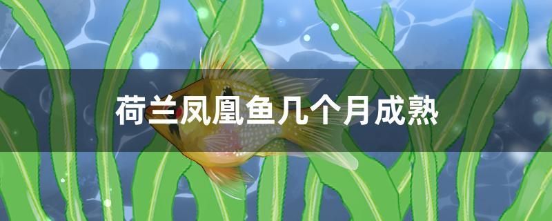 荷蘭鳳凰魚幾個月成熟 羅漢魚批發(fā) 第1張