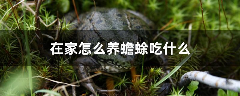 在家怎么養(yǎng)蟾蜍吃什么